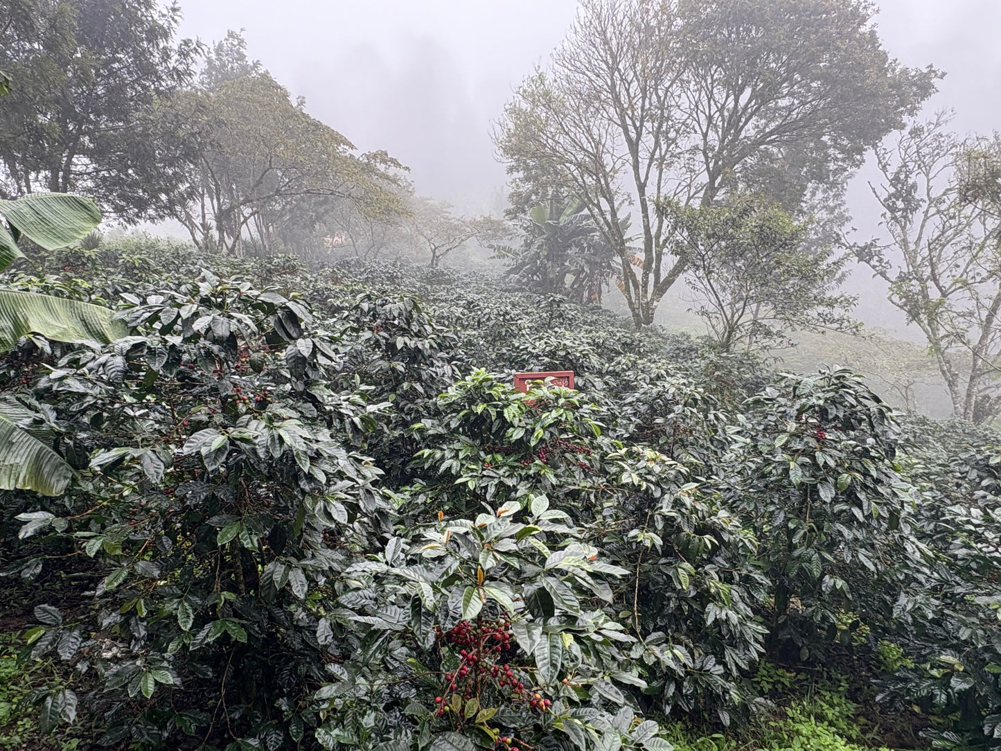 Finca La Concepción | Honey Processed Marcala Blend