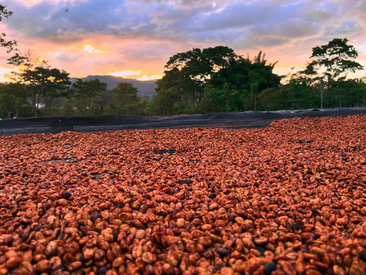 Finca Clave de Sol | Natural Catuai and Parainema Blend