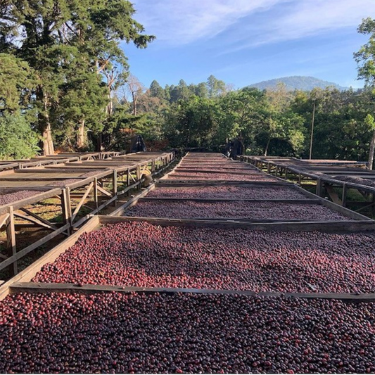 Finca El Jazmin | Icatu & Lempira Blend