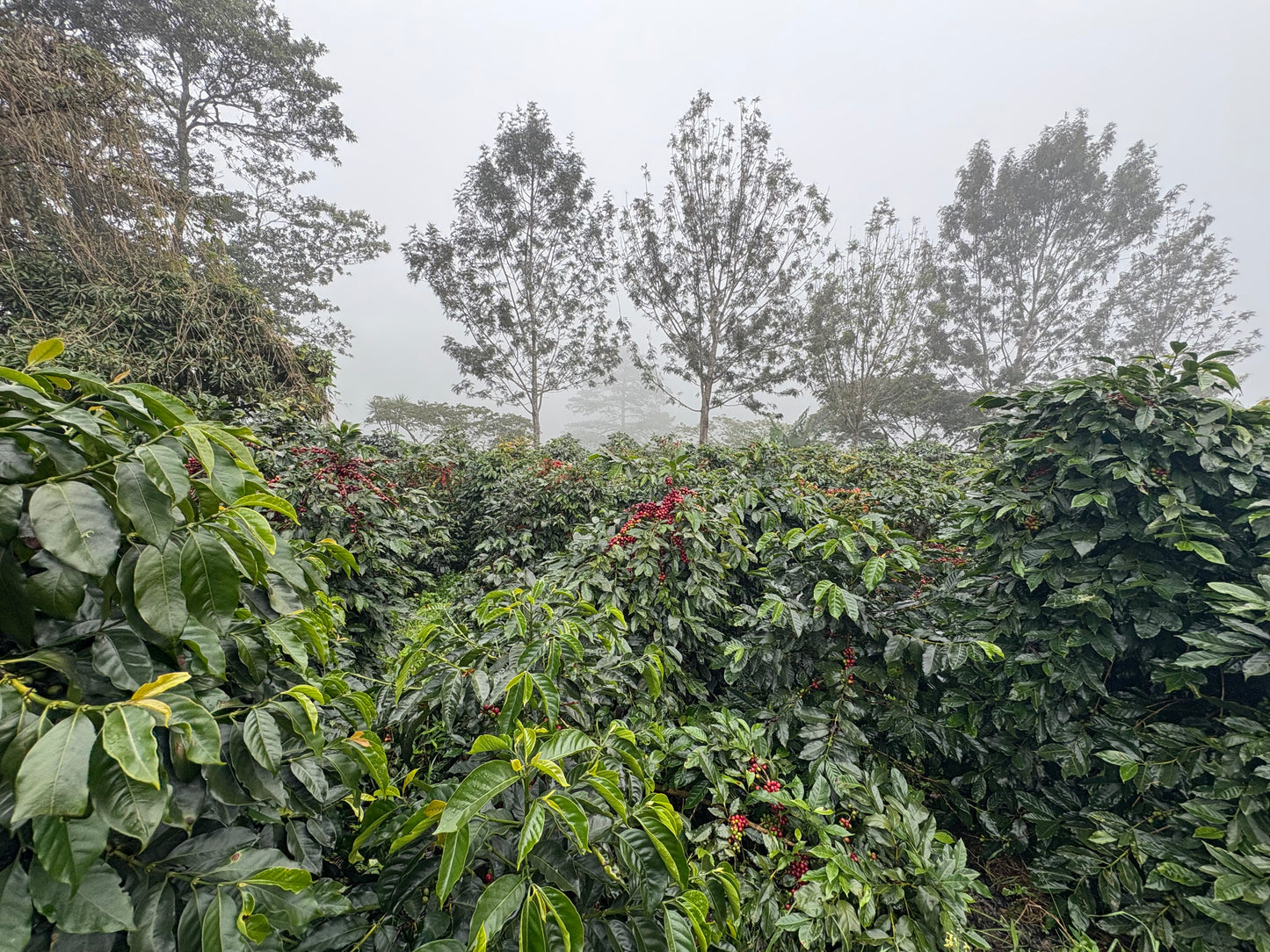 Finca La Concepción | Honey Processed Marcala Blend