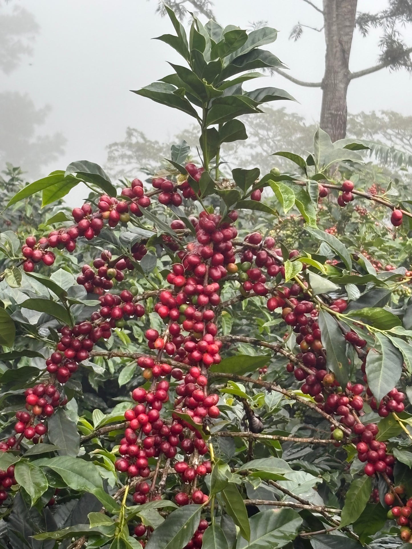 Finca La Concepción | Honey Processed Marcala Blend