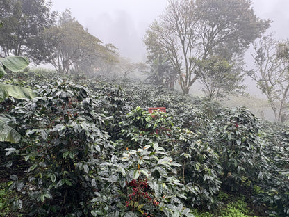 Finca La Concepción | Honey Processed Marcala Blend