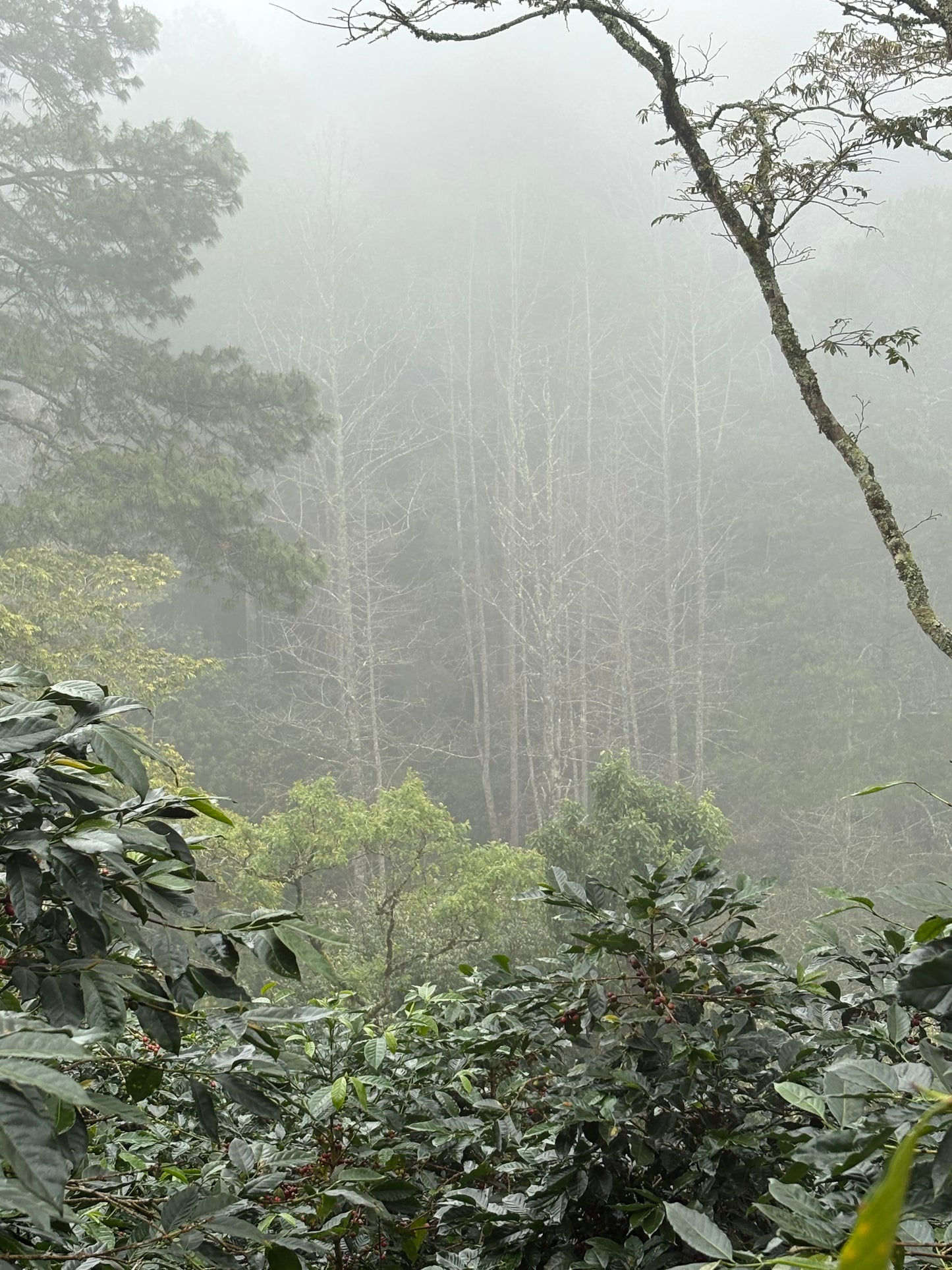 Finca La Concepción | Honey Processed Marcala Blend