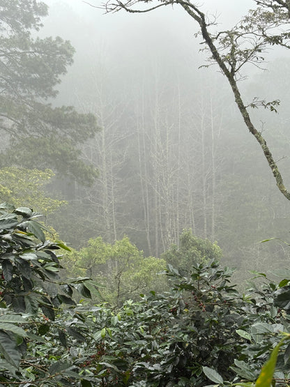 Finca La Concepción | Honey Processed Marcala Blend