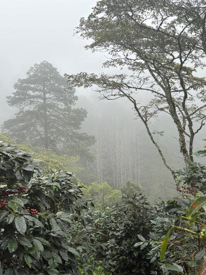 Finca La Concepción | Honey Processed Marcala Blend