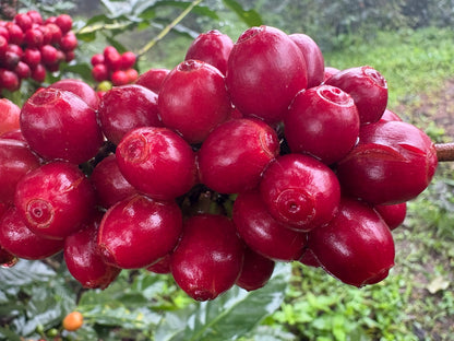 Finca La Concepción | Honey Processed Marcala Blend