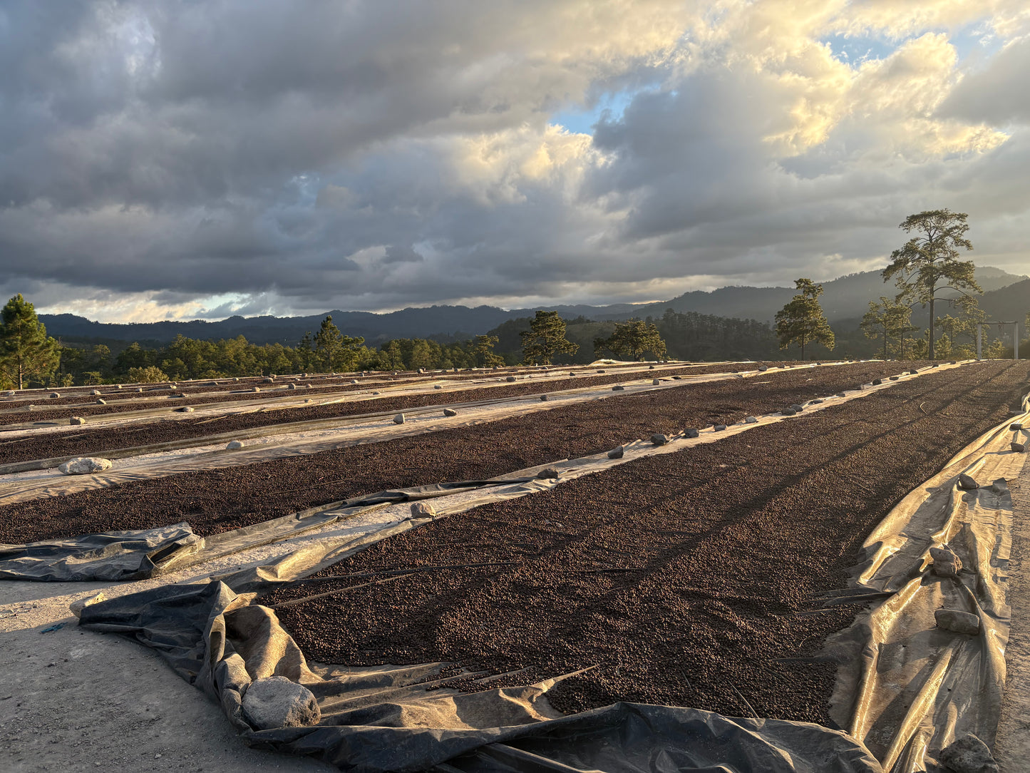 Finca Cual Bicicleta | Washed Parainema