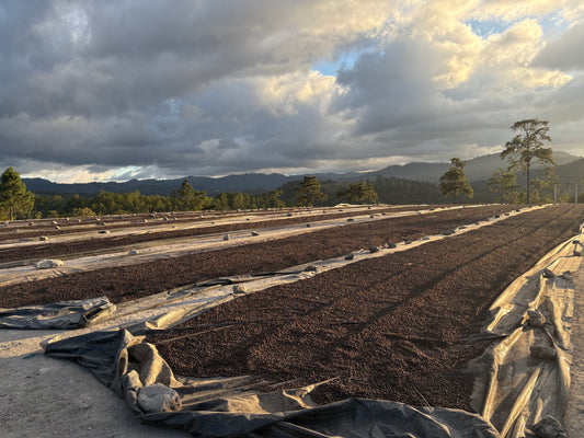 Finca Cual Bicicleta | Washed Parainema
