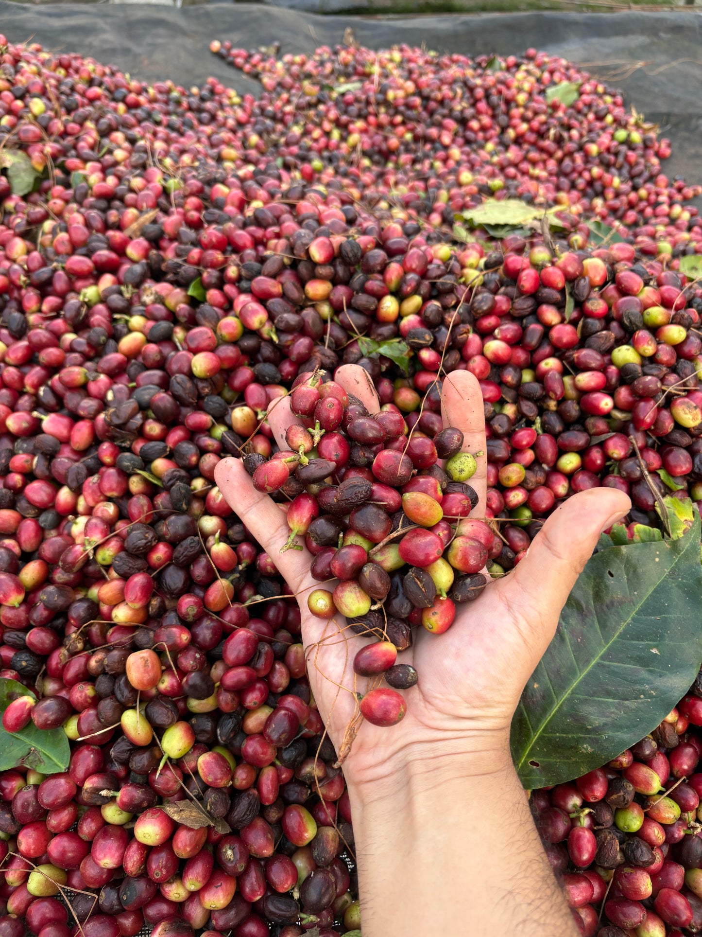 Finca Clave de Sol | Natural Catuai and Parainema Blend