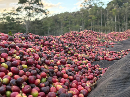 Finca Clave de Sol | Natural Catuai and Parainema Blend