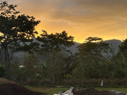 Finca Clave de Sol | Natural Catuai and Parainema Blend