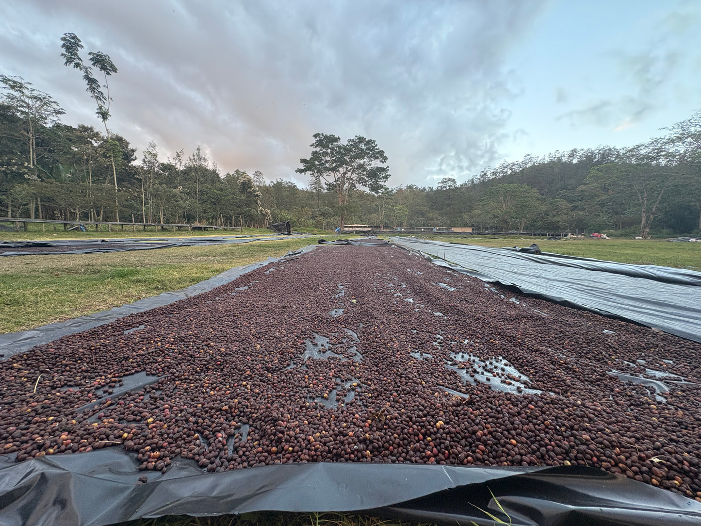 Finca Clave de Sol | Natural Catuai and Parainema Blend